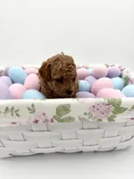 Copper, a male Poodle - Toy  for sale in Rougemont, NC – Photo 5 of 5