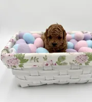 Copper, a male Poodle - Toy  for sale in Rougemont, NC – Photo 2 of 5