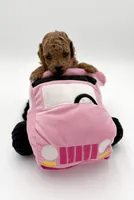 Copper, a male Poodle - Toy  for sale in Rougemont, NC – Photo 3 of 5