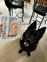 Fenrir, a male German Shepherd Dog for sale in Lexington, KY – 3 of 7