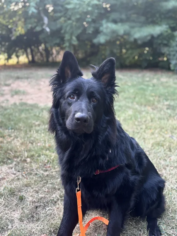 Fenrir – German Shepherd Dog puppy for sale in Lexington, KY