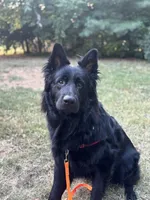 Fenrir, a male German Shepherd Dog for sale in Lexington, KY – 1 of 7