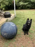 Fenrir, a male German Shepherd Dog for sale in Lexington, KY – 7 of 7