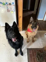 Fenrir, a male German Shepherd Dog for sale in Lexington, KY – 4 of 7