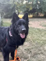 Fenrir, a male German Shepherd Dog for sale in Lexington, KY – 2 of 7