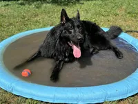 Fenrir, a male German Shepherd Dog for sale in Lexington, KY – 6 of 7