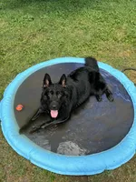 Fenrir, a male German Shepherd Dog for sale in Lexington, KY – 5 of 7