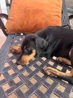 Scarlet , a female Doberman Pinscher for sale in Los Angeles, CA – 2 of 3