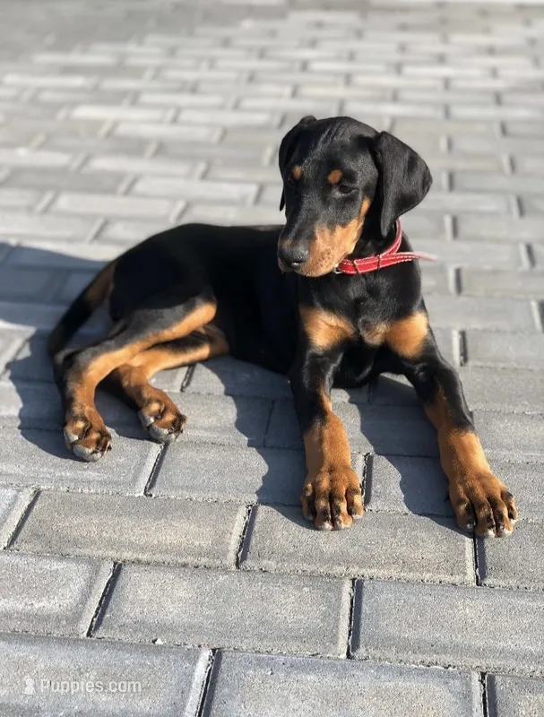 Scarlet  – Doberman Pinscher puppy for sale in Los Angeles, CA
