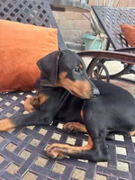 Scarlet , a female Doberman Pinscher for sale in Los Angeles, CA – 3 of 3