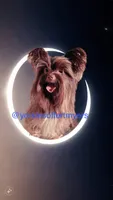 Beautiful Traditional Female , a female Yorkshire Terrier for sale in Labelle, FL – 5 of 7
