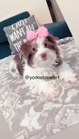 Beautiful PartiChocolate male, a male Yorkshire Terrier for sale in Labelle, FL – 6 of 6