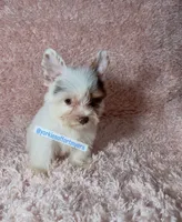 Beautiful PartiChocolate - Light Eyes, a male Yorkshire Terrier for sale in Labelle, FL – 9 of 9