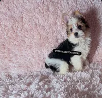 Beautiful PartiColor Male - CKC, a male Yorkshire Terrier for sale in Labelle, FL – 5 of 10