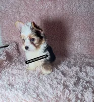 Beautiful PartiColor Male - CKC, a male Yorkshire Terrier for sale in Labelle, FL – 2 of 10