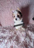 Beautiful PartiColor Male - CKC, a male Yorkshire Terrier for sale in Labelle, FL – 6 of 10