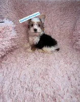 Beautiful PartiColor Male, a male Yorkshire Terrier for sale in Labelle, FL – 3 of 4