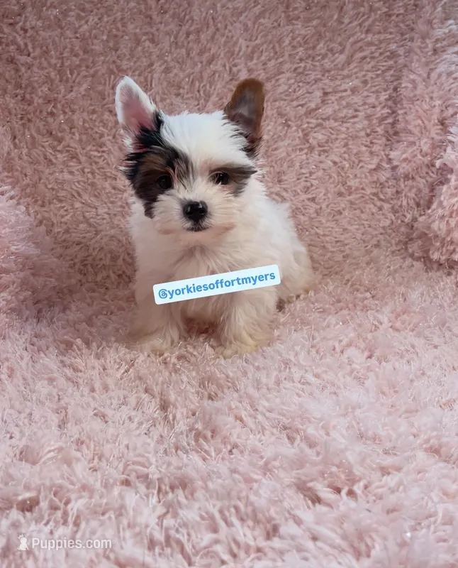 Beautiful PartiColor TeaCup Male  – Yorkshire Terrier puppy for sale in Labelle, FL