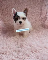 Beautiful PartiColor TeaCup Male , a male Yorkshire Terrier for sale in Labelle, FL – 1 of 4