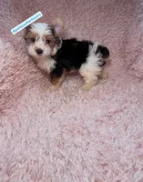 Beautiful PartiColor Male, a male Yorkshire Terrier for sale in Labelle, FL – 2 of 4