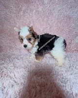 Beautiful PartiColor Male - CKC, a male Yorkshire Terrier for sale in Labelle, FL – 10 of 10