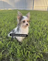 Beautiful PartiColor Male - CKC, a male Yorkshire Terrier for sale in Labelle, FL – 4 of 10
