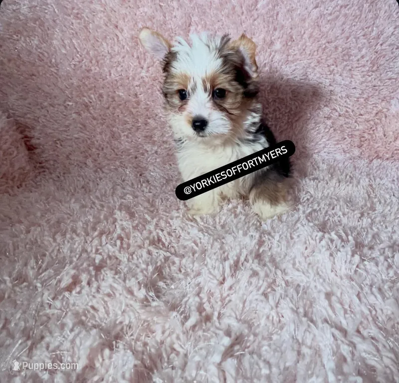 Beautiful PartiColor Male - CKC – Yorkshire Terrier puppy for sale in Labelle, FL