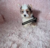 Beautiful PartiColor Male - CKC, a male Yorkshire Terrier for sale in Labelle, FL – 1 of 10