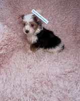 Beautiful PartiColor Male, a male Yorkshire Terrier for sale in Labelle, FL – 1 of 4