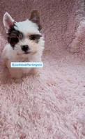 Beautiful PartiColor TeaCup Male , a male Yorkshire Terrier for sale in Labelle, FL – 4 of 4