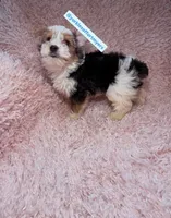 Beautiful PartiColor Male, a male Yorkshire Terrier for sale in Labelle, FL – 4 of 4