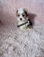 Beautiful PartiColor Male - CKC, a male Yorkshire Terrier for sale in Labelle, FL – 9 of 10