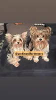 Beautiful PartiColor Male - CKC, a male Yorkshire Terrier for sale in Labelle, FL – 7 of 10