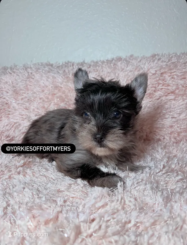 Beautiful Merle Male  – Yorkshire Terrier puppy for sale in Labelle, FL