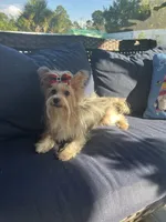 Female Parti color , a female Yorkshire Terrier for sale in Fort Lauderdale, FL – 5 of 5