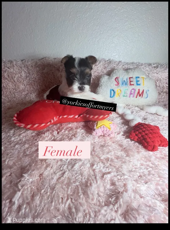 Beautiful Female PartiColor – Yorkshire Terrier puppy for sale in Labelle, FL
