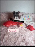 Beautiful Female PartiColor, a female Yorkshire Terrier for sale in Labelle, FL – 1 of 7