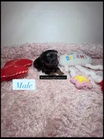 Beautiful Teacup Male, a male Yorkshire Terrier for sale in Labelle, FL – 2 of 7
