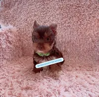 Beautiful TeaCup Chocolate 🍫 Male - Ready, a male Yorkshire Terrier for sale in Labelle, FL – Photo 5 of 5