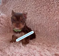 Beautiful TeaCup Chocolate 🍫 Male - Ready, a male Yorkshire Terrier for sale in Labelle, FL – Photo 1 of 5