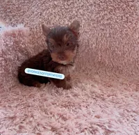 Beautiful TeaCup Chocolate 🍫 Male - Ready, a male Yorkshire Terrier for sale in Labelle, FL – Photo 2 of 5