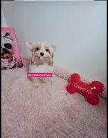 Female Parti color , a female Yorkshire Terrier for sale in Fort Lauderdale, FL – 3 of 5