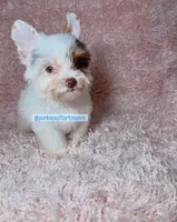 Beautiful PartiChocolate - Light Eyes, a male Yorkshire Terrier for sale in Labelle, FL – 7 of 9