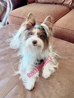 Beautiful small PartiChocolate Male 1, a male Yorkshire Terrier for sale in Labelle, FL – 9 of 9