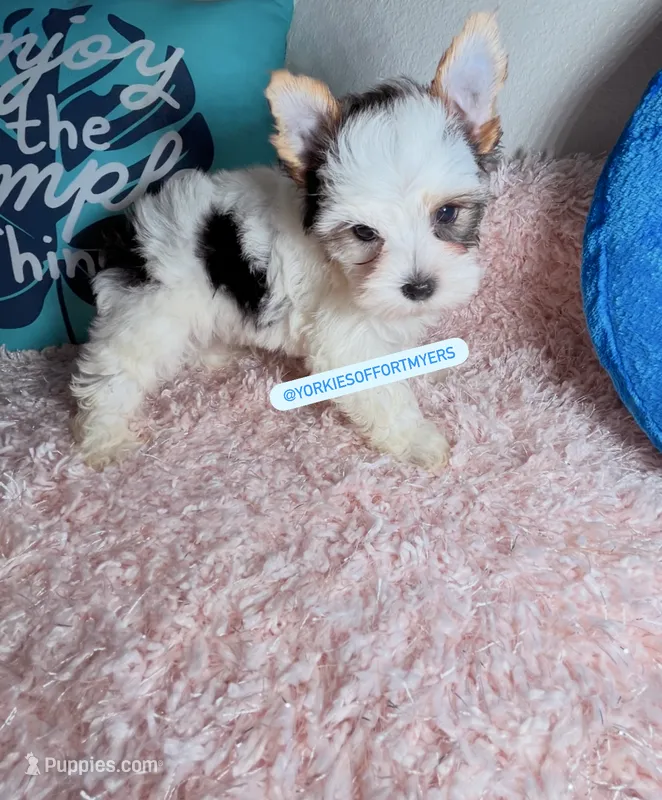 Beautiful PartiColor male  – Yorkshire Terrier puppy for sale in Labelle, FL