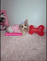 Female Parti color , a female Yorkshire Terrier for sale in Fort Lauderdale, FL – 2 of 5