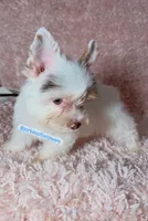 Beautiful PartiChocolate - Light Eyes, a male Yorkshire Terrier for sale in Labelle, FL – 2 of 9
