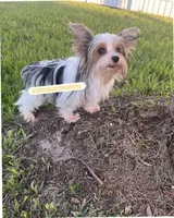 Beautiful teacup PartiChocolate boy , a male Yorkshire Terrier for sale in Labelle, FL – 5 of 5