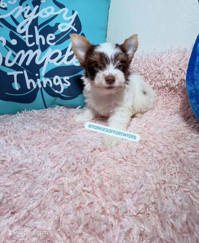 Beautiful small PartiChocolate Male 1 – Yorkshire Terrier puppy for sale in Labelle, FL