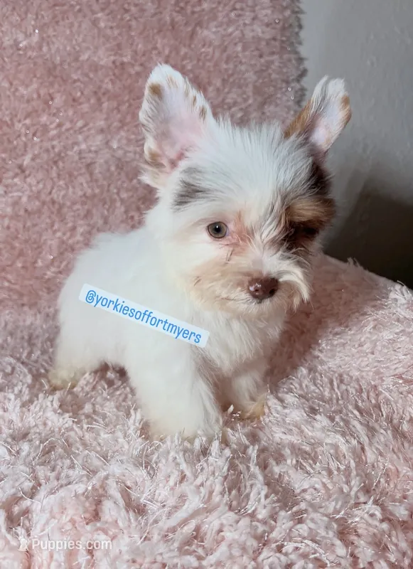 Beautiful PartiChocolate - Light Eyes – Yorkshire Terrier puppy on hold in Labelle, FL